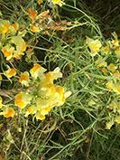 Common Toadflax