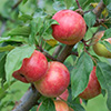 Crab Apple