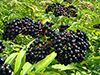 Elder