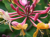 Honeysuckle