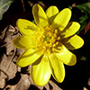 Lesser Celandine