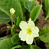 Primrose