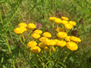 Tansy