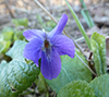 Violet