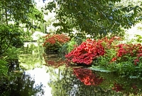 A picture of flowers at Holly Hill Woodland Park