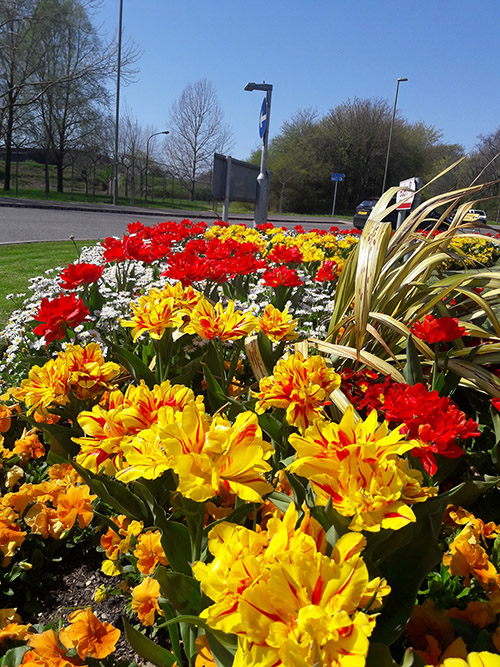 image of flowers at roadside