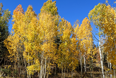 Image of aspen trees