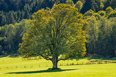 Image of field maple tree