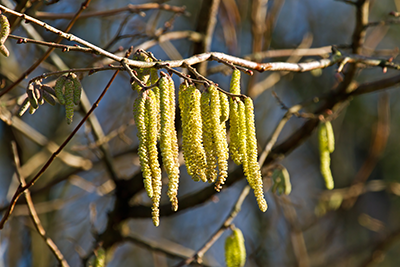 Image of hazel catkins