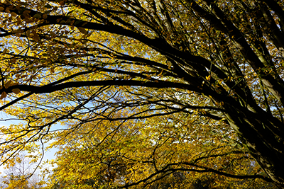 Image of hornbeam tree