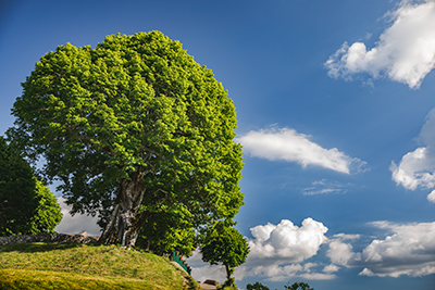 Image of lime tree