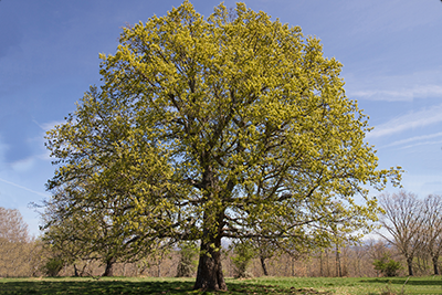 Image of oak tree