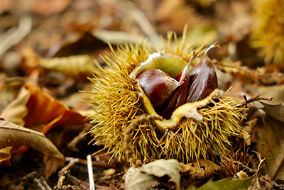 Image of chestnuts