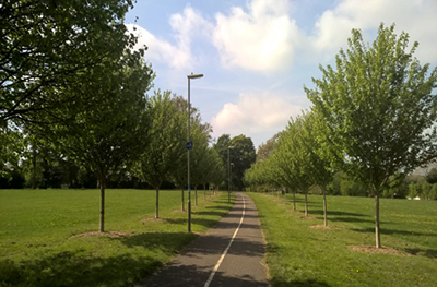 Trees in Fareham