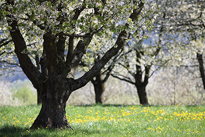 Image of wild cherry tree in blossom