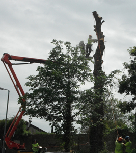 Image of arborist