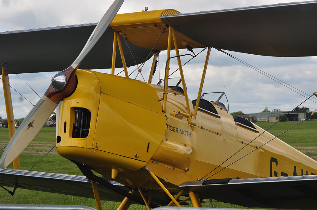 Tigermoth