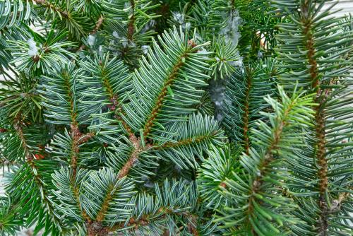 Council to collect Christmas trees for recycling
