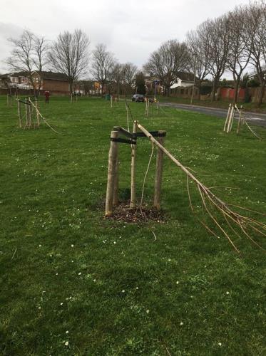 Vandalised trees at Dore Avenue