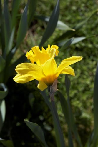 Spring Bulbs 