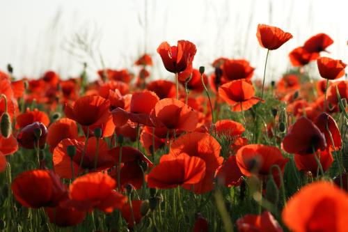 Poppies